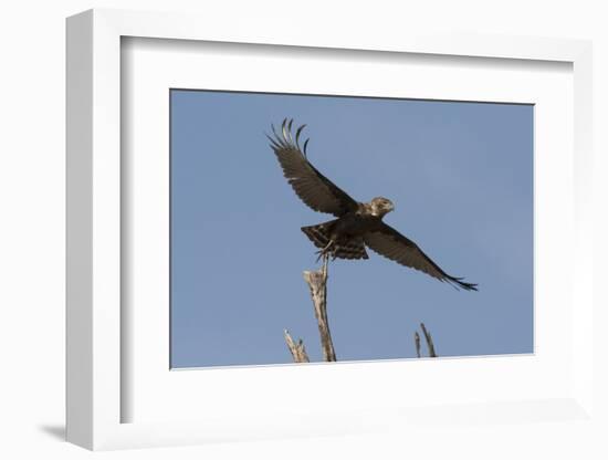 A kite in flight, Khwai Concession, Okavango Delta, Botswana, Africa-Sergio Pitamitz-Framed Photographic Print