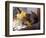 A Kitten Playing with Flower, August 1997-null-Framed Photographic Print