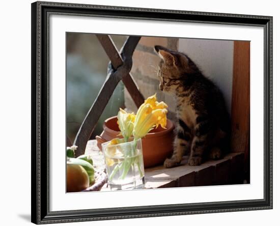 A Kitten Watching Through a Window, August 1997-null-Framed Photographic Print