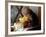 A Kitten Watching Through a Window, August 1997-null-Framed Photographic Print