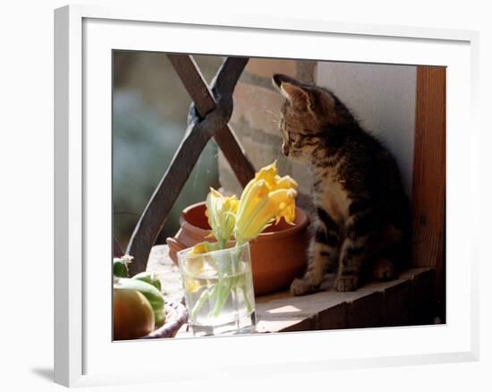 A Kitten Watching Through a Window, August 1997-null-Framed Photographic Print