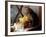 A Kitten Watching Through a Window, August 1997-null-Framed Photographic Print