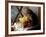 A Kitten Watching Through a Window, August 1997-null-Framed Photographic Print