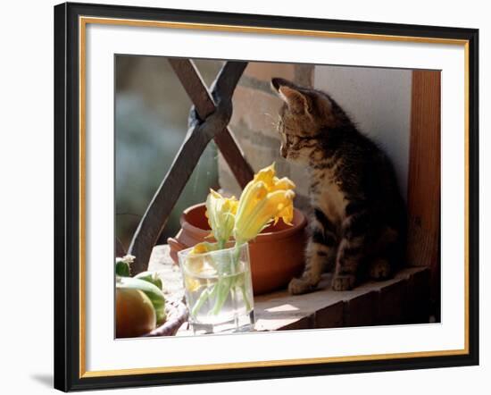 A Kitten Watching Through a Window, August 1997-null-Framed Photographic Print