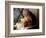 A Kitten Watching Through a Window, August 1997-null-Framed Photographic Print