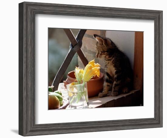 A Kitten Watching Through a Window, August 1997-null-Framed Photographic Print