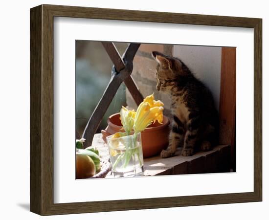 A Kitten Watching Through a Window, August 1997-null-Framed Photographic Print