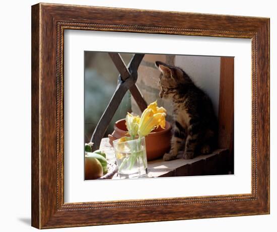 A Kitten Watching Through a Window, August 1997-null-Framed Photographic Print