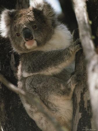 A Koala Bear Clinging To A Tree Trunk Photographic Print By