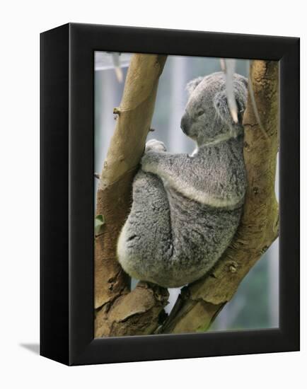 A Koala Finds the Perfect Perch-null-Framed Premier Image Canvas