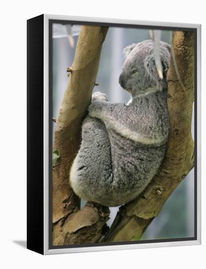 A Koala Finds the Perfect Perch-null-Framed Premier Image Canvas