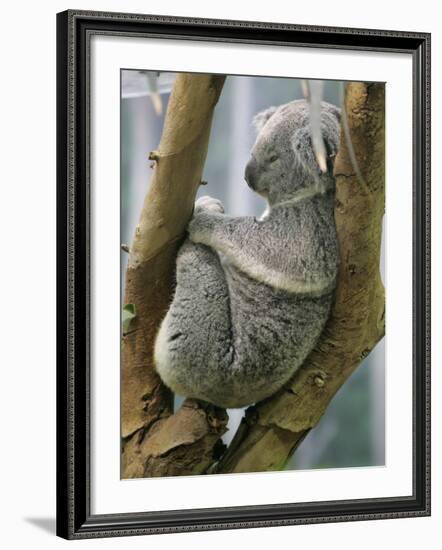 A Koala Finds the Perfect Perch-null-Framed Photographic Print