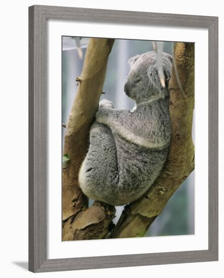 A Koala Finds the Perfect Perch-null-Framed Photographic Print