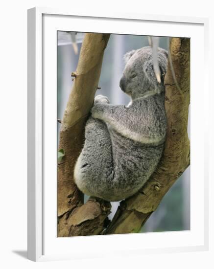 A Koala Finds the Perfect Perch--Framed Photographic Print