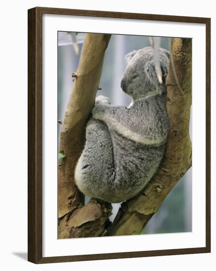 A Koala Finds the Perfect Perch-null-Framed Photographic Print