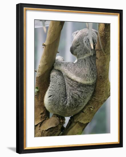 A Koala Finds the Perfect Perch--Framed Photographic Print