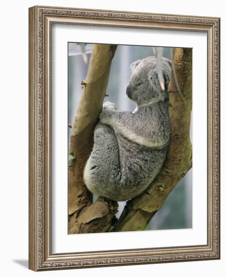 A Koala Finds the Perfect Perch-null-Framed Photographic Print