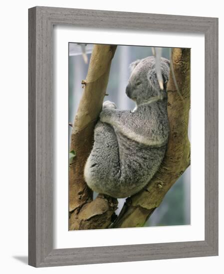 A Koala Finds the Perfect Perch-null-Framed Photographic Print