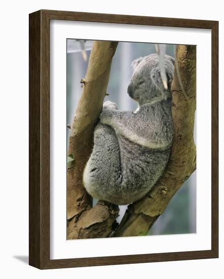 A Koala Finds the Perfect Perch-null-Framed Photographic Print