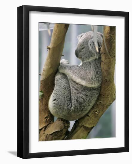 A Koala Finds the Perfect Perch-null-Framed Photographic Print