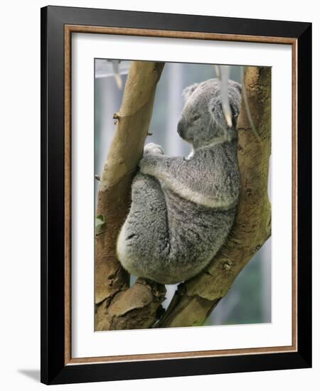 A Koala Finds the Perfect Perch-null-Framed Photographic Print