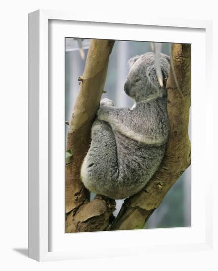 A Koala Finds the Perfect Perch-null-Framed Photographic Print