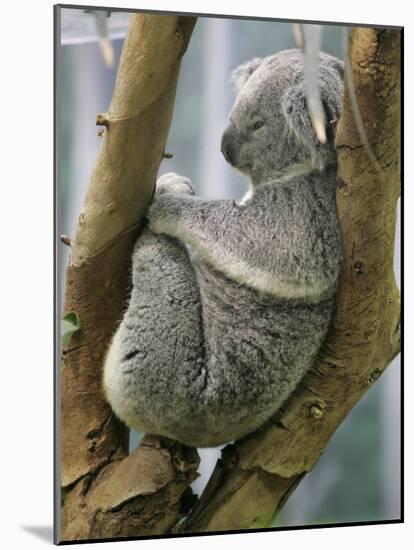 A Koala Finds the Perfect Perch-null-Mounted Photographic Print