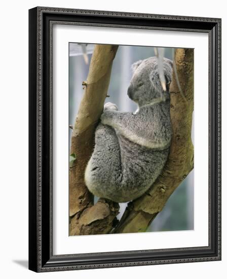 A Koala Finds the Perfect Perch-null-Framed Photographic Print