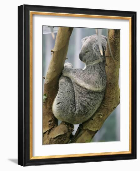 A Koala Finds the Perfect Perch-null-Framed Photographic Print