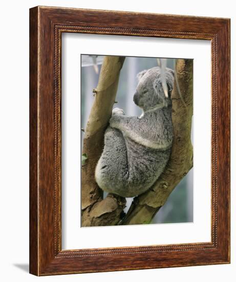 A Koala Finds the Perfect Perch-null-Framed Photographic Print