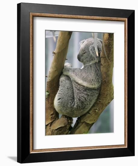 A Koala Finds the Perfect Perch-null-Framed Photographic Print