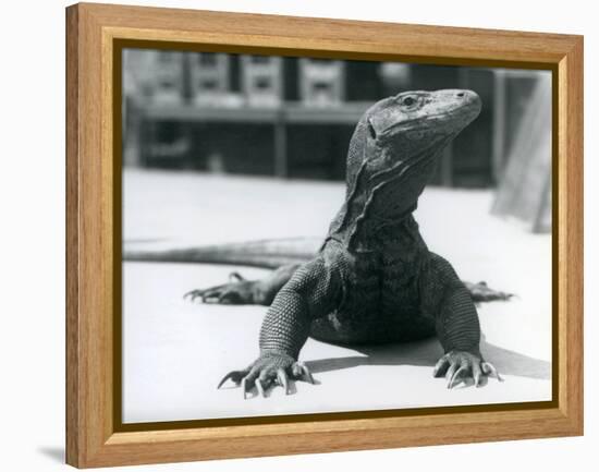 A Komodo Dragon at London Zoo, August 1928 (B/W Photo)-Frederick William Bond-Framed Premier Image Canvas