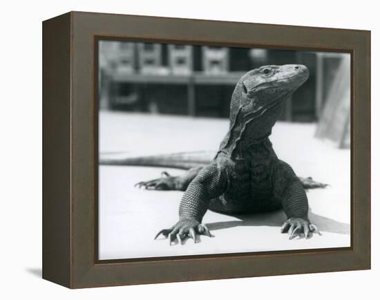 A Komodo Dragon at London Zoo, August 1928 (B/W Photo)-Frederick William Bond-Framed Premier Image Canvas