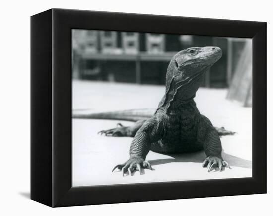 A Komodo Dragon at London Zoo, August 1928 (B/W Photo)-Frederick William Bond-Framed Premier Image Canvas