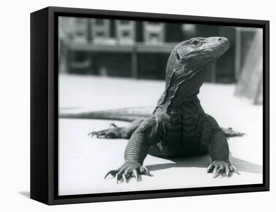 A Komodo Dragon at London Zoo, August 1928 (B/W Photo)-Frederick William Bond-Framed Premier Image Canvas