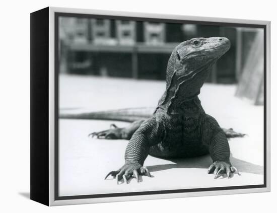 A Komodo Dragon at London Zoo, August 1928 (B/W Photo)-Frederick William Bond-Framed Premier Image Canvas