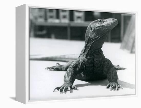 A Komodo Dragon at London Zoo, August 1928 (B/W Photo)-Frederick William Bond-Framed Premier Image Canvas