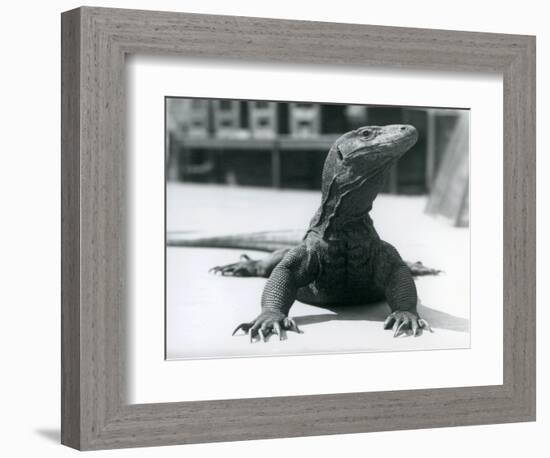 A Komodo Dragon at London Zoo, August 1928 (B/W Photo)-Frederick William Bond-Framed Giclee Print