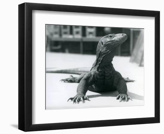 A Komodo Dragon at London Zoo, August 1928 (B/W Photo)-Frederick William Bond-Framed Giclee Print