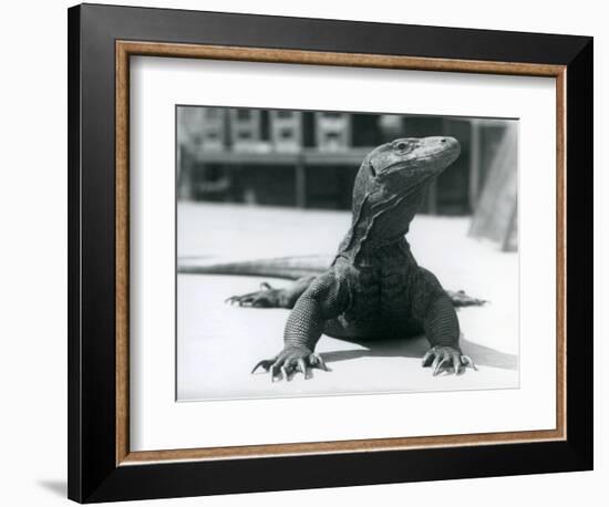 A Komodo Dragon at London Zoo, August 1928 (B/W Photo)-Frederick William Bond-Framed Giclee Print