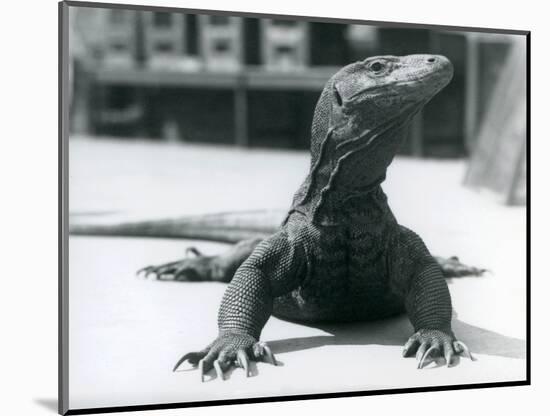 A Komodo Dragon at London Zoo, August 1928 (B/W Photo)-Frederick William Bond-Mounted Giclee Print