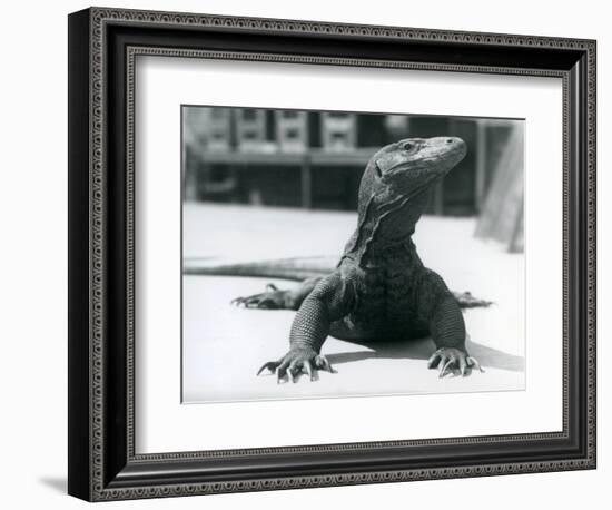 A Komodo Dragon at London Zoo, August 1928 (B/W Photo)-Frederick William Bond-Framed Giclee Print