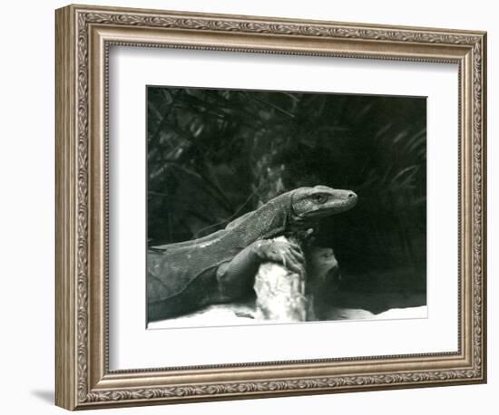 A Komodo Dragon/Monitor Resting its Neck and Forelegs up against a Log at London Zoo in June 1927 (-Frederick William Bond-Framed Giclee Print