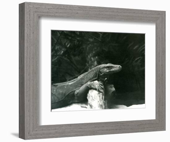 A Komodo Dragon/Monitor Resting its Neck and Forelegs up against a Log at London Zoo in June 1927 (-Frederick William Bond-Framed Giclee Print