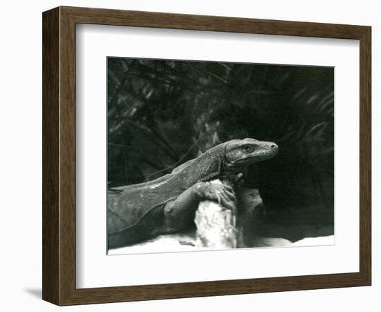 A Komodo Dragon/Monitor Resting its Neck and Forelegs up against a Log at London Zoo in June 1927 (-Frederick William Bond-Framed Giclee Print