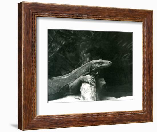A Komodo Dragon/Monitor Resting its Neck and Forelegs up against a Log at London Zoo in June 1927 (-Frederick William Bond-Framed Giclee Print