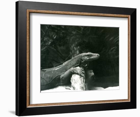 A Komodo Dragon/Monitor Resting its Neck and Forelegs up against a Log at London Zoo in June 1927 (-Frederick William Bond-Framed Giclee Print