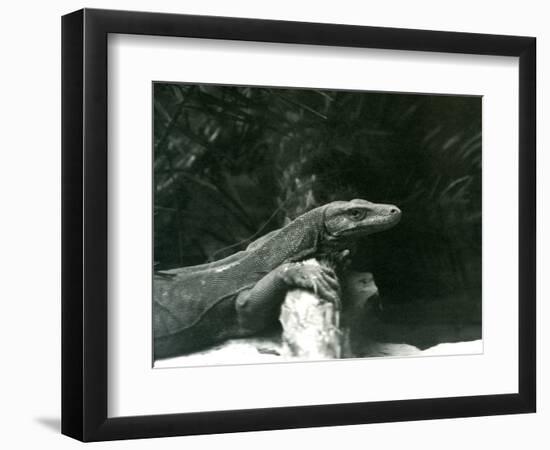 A Komodo Dragon/Monitor Resting its Neck and Forelegs up against a Log at London Zoo in June 1927 (-Frederick William Bond-Framed Giclee Print