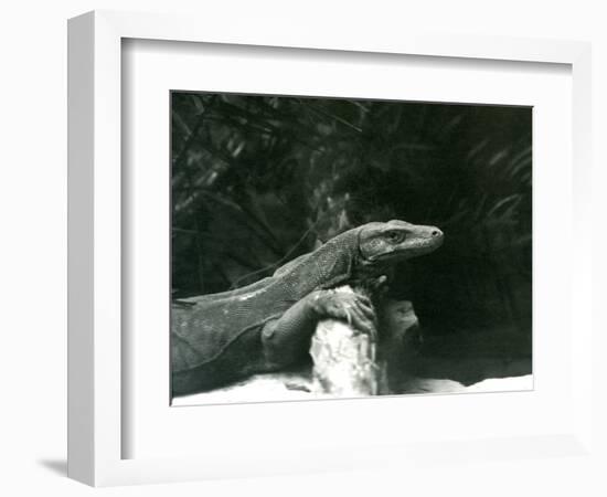 A Komodo Dragon/Monitor Resting its Neck and Forelegs up against a Log at London Zoo in June 1927 (-Frederick William Bond-Framed Giclee Print