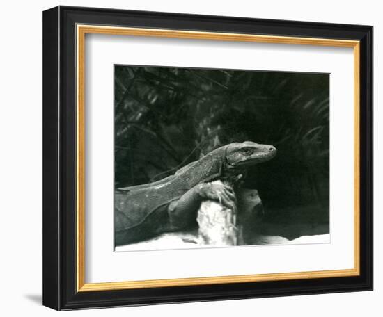 A Komodo Dragon/Monitor Resting its Neck and Forelegs up against a Log at London Zoo in June 1927 (-Frederick William Bond-Framed Giclee Print